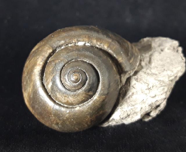 Ampullina sp. (FRUSSAC 1822) - Bild © FossNet FossilienStore